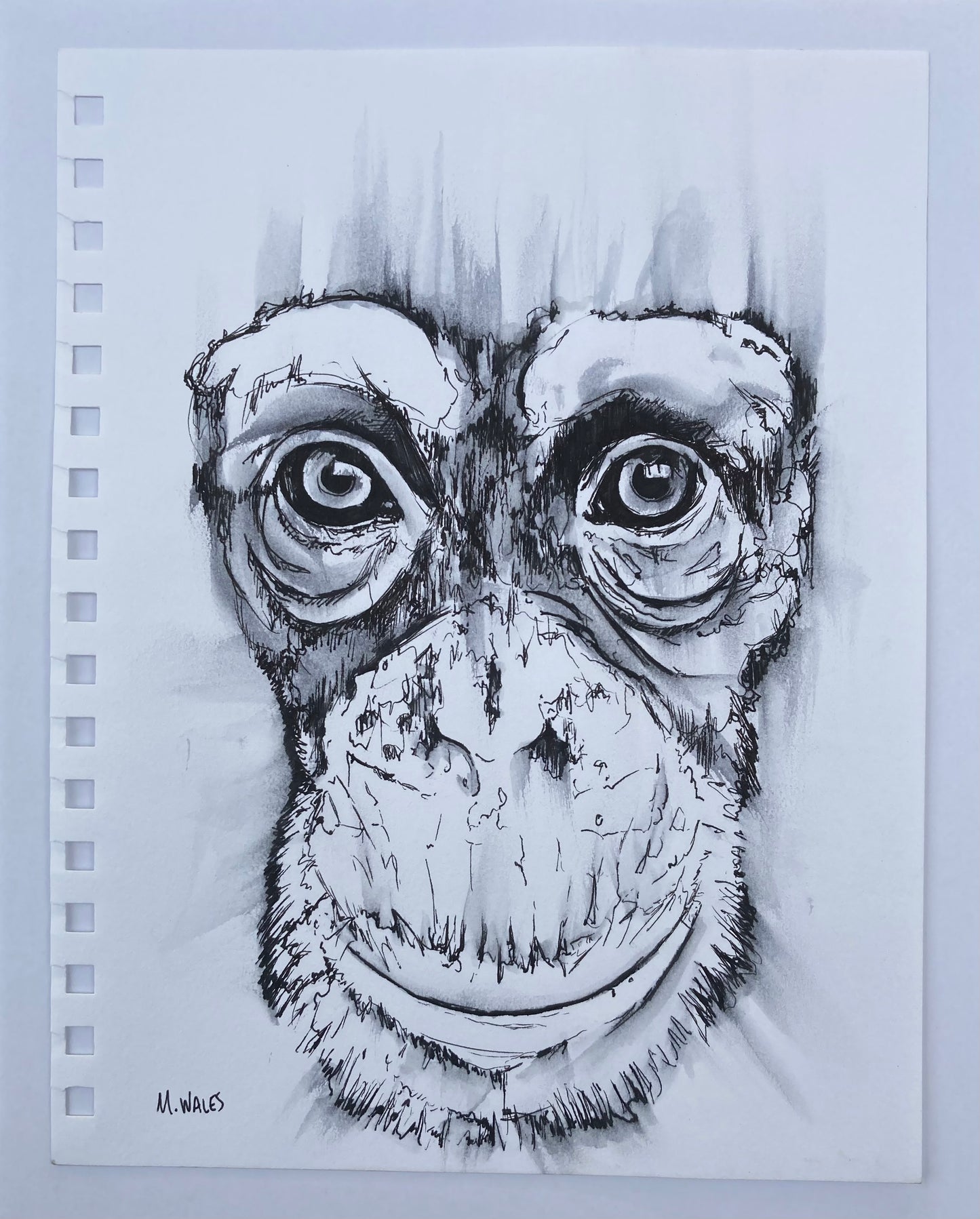 Chimpanzee (A1) Original
